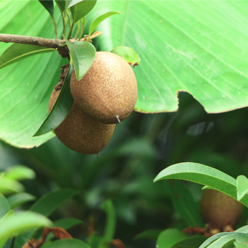 WHY SAPODILLA SHOULD BE NUMBER ONE – Spirit & The Happy Herald